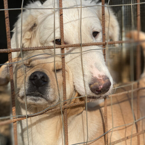 KahuCani e.V. - Casa di Max - Helfen - Spenden