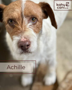 Kahu Cani e.V. - Achille - Vermittlung